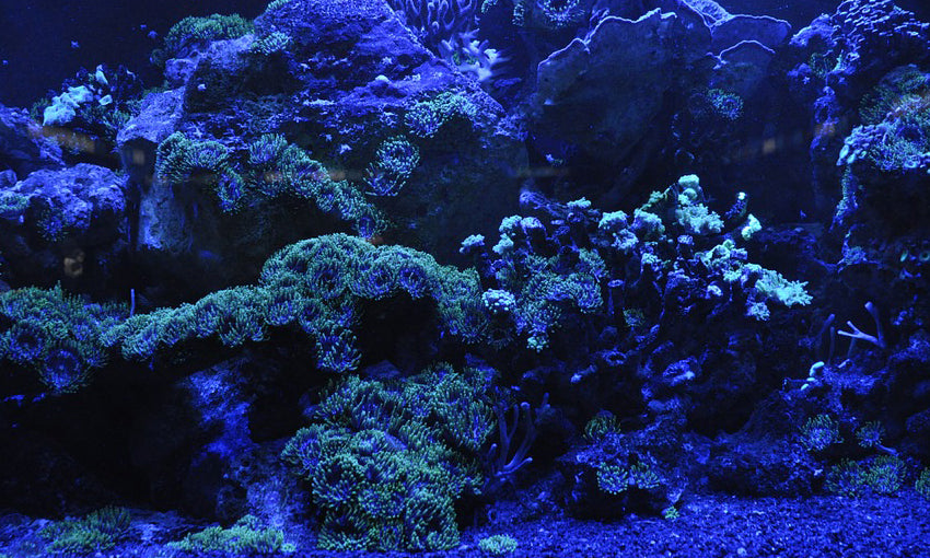 Earth Recycles Seabed into Diamonds