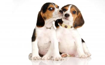 Pamper Your Pet with Color Diamonds